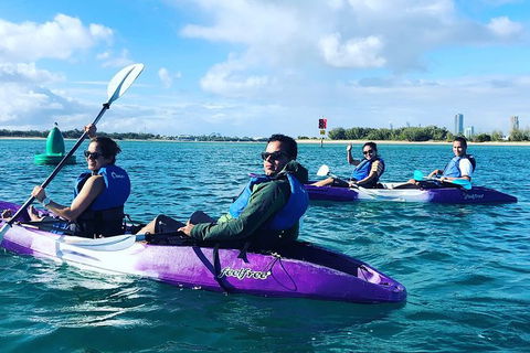 Half Day Dolphin Kayaking And Snorkeling Tour - Brisbane 4u 5