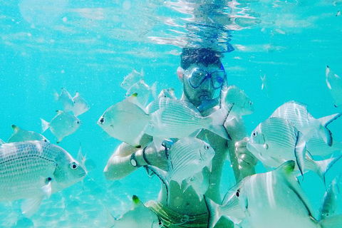 Half Day Dolphin Kayaking And Snorkeling Tour - Brisbane 4u 3