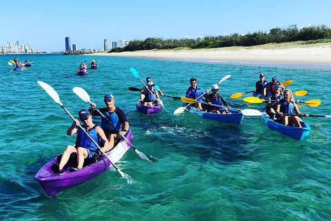Half Day Dolphin Kayaking And Snorkeling Tour - Brisbane 4u 11