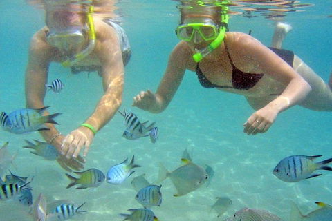 Half Day Dolphin Kayaking And Snorkeling Tour - Brisbane 4u 4