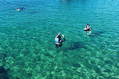 Half Day Dolphin Kayaking And Snorkeling Tour - Brisbane 4u 12