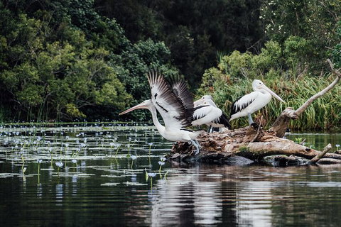 Serenity Cruise To Australia\'s Everglades - Tourism Brisbane 4