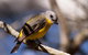 Serenity Cruise To Australia\'s Everglades - thumb 9