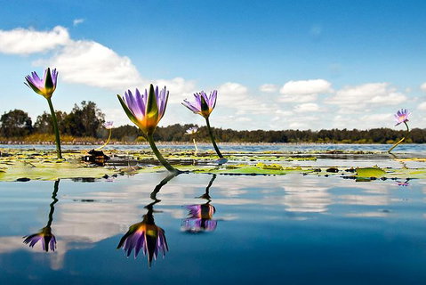 Serenity Cruise To Australia\'s Everglades - Tourism Brisbane 7