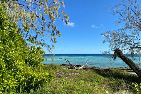 Lady Musgrave Day Trip From Bundaberg Including Snorkeling, Glass Bottom Tour And Guided Island Walk - Brisbane 4u 6