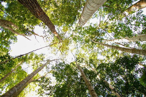 Fraser Island 4WD Tour From Noosa - Tourism Brisbane 5