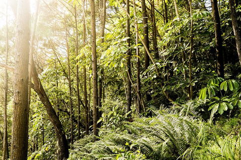 Everglades Eco Safari To Australia\'s Everglades - Tourism Brisbane 12