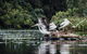 Everglades Eco Safari To Australia\'s Everglades - thumb 0