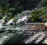 Everglades Eco Safari to Australia's Everglades