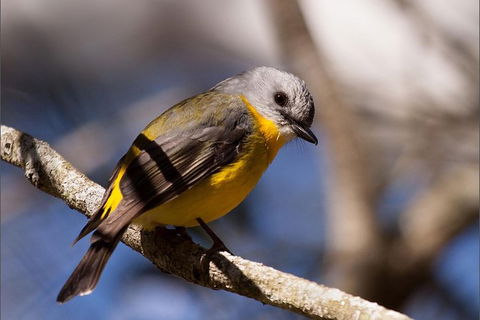 Everglades Eco Safari To Australia\'s Everglades - Tourism Brisbane 6