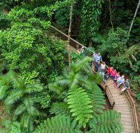 Daintree Rainforest Cape Tribulation and Bloomfield Track Small Group Tour - Brisbane Tourism