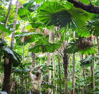 2-Day Cape Tribulation and Daintree Rainforest Tour from Cairns /Port Douglas - Brisbane Tourism