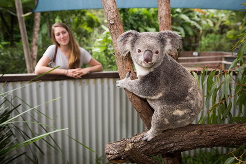 Hartley\'s Crocodile Adventures Wildlife Encounter Day Trip From Cairns - Brisbane Tourism 1