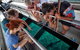 Great Barrier Reef Tour With Indigenous Sea Rangers-Dreamtime Dive And Snorkel - thumb 4