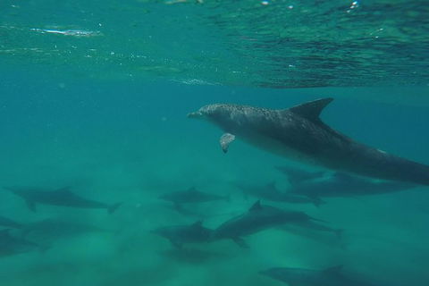 Kayak With Dolphins And 4WD Great Beach Drive Day Trip From Noosa - Tourism Brisbane 10