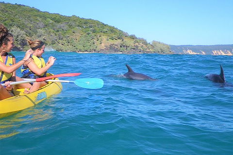 Kayak With Dolphins And 4WD Great Beach Drive Day Trip From Noosa - Tourism Brisbane 5