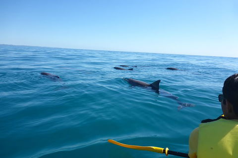Kayak With Dolphins And 4WD Great Beach Drive Day Trip From Noosa - Tourism Brisbane 14