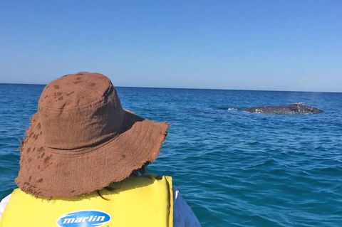 Kayak With Dolphins And 4WD Great Beach Drive Day Trip From Noosa - Tourism Brisbane 2
