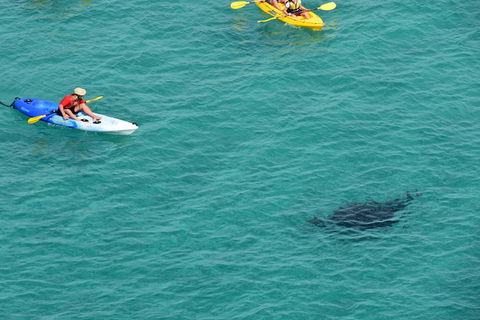 Kayak With Dolphins And 4WD Great Beach Drive Day Trip From Noosa - Tourism Brisbane 18