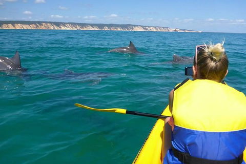 Kayak With Dolphins And 4WD Great Beach Drive Day Trip From Noosa - Tourism Brisbane 0