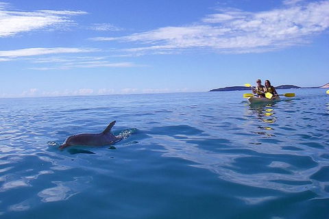 Kayak With Dolphins And 4WD Great Beach Drive Day Trip From Noosa - Tourism Brisbane 7