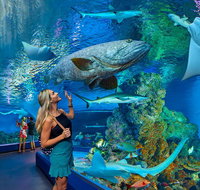 Cairns Aquarium Admission Ticket - Brisbane Tourism