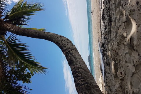 Airport Transfers Between Cairns Airport And Cairns City - Tourism Brisbane 4
