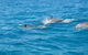 Noosa Wild Dolphin Safari - thumb 5