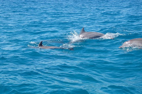 Noosa Wild Dolphin Safari - Tourism Brisbane 5