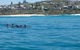 Noosa Wild Dolphin Safari - thumb 1