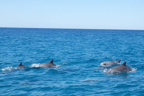 Noosa Wild Dolphin Safari - Tourism Brisbane 3