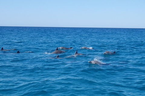 Noosa Wild Dolphin Safari - Tourism Brisbane 6
