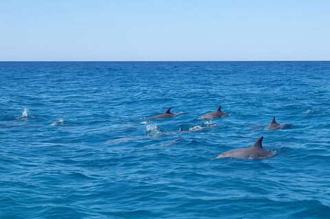 Noosa Wild Dolphin Safari - Tourism Brisbane 7