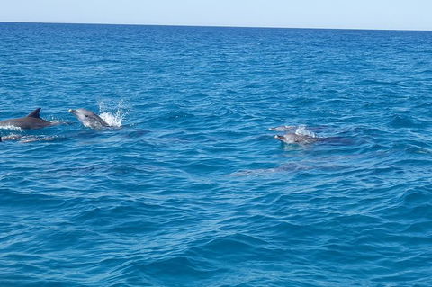 Noosa Wild Dolphin Safari - Tourism Brisbane 2