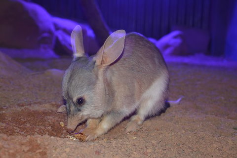 Kuranda Wildlife Experience Thee Attraction Pass - Brisbane Tourism 2