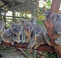 Skip the Line Kuranda Rainforestation Nature Park Ticket - Brisbane Tourism
