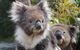 Kuranda Koala Gardens And Birdworld Admission Tickets - thumb 0