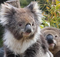 Kuranda Koala Gardens and Birdworld Admission Tickets - Brisbane Tourism