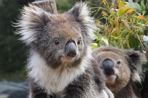 Kuranda Koala Gardens And Birdworld Admission Tickets - Tourism Brisbane 0