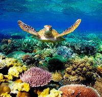 3-Day Best of Cairns Combo The Daintree Rainforest Great Barrier Reef and Kuranda - Brisbane Tourism