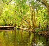 Private Half Day Tour Exclusive World Heritage Rainforest and Waterfall Tour from Cairns - Brisbane Tourism