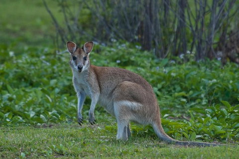 Cairns 4WD Waterfall And Rainforest Tour Including Kuranda Scenic Railway - Brisbane Tourism 7