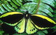 Cairns 4WD Waterfall And Rainforest Tour Including Kuranda Scenic Railway - thumb 1