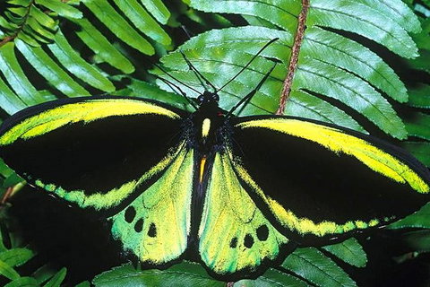 Cairns 4WD Waterfall And Rainforest Tour Including Kuranda Scenic Railway - Brisbane Tourism 1