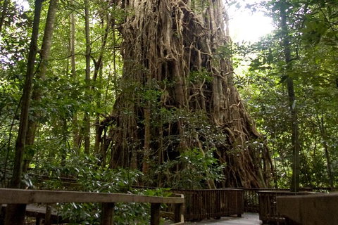 Cairns 4WD Waterfall And Rainforest Tour Including Kuranda Scenic Railway - Brisbane Tourism 5