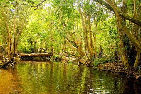 Cairns 4WD Waterfall And Rainforest Tour Including Kuranda Scenic Railway - Brisbane Tourism 9