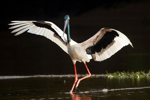 Daintree River - Private Photography Cruise - Tourism Brisbane 0