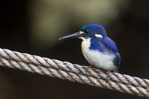 Daintree River - Private Photography Cruise - Tourism Brisbane 1