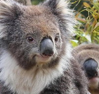 Kuranda Koala Gardens General Entry Ticket - Brisbane Tourism