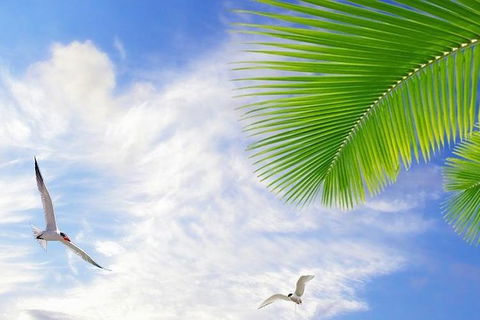 Airport Transfer - Mission Beach To Cairns Airport - Tourism Brisbane 4